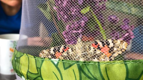 Natur erleben: Schmetterlinge züchten: Von einer faszinierenden Metamorphose im Wohnzimmer