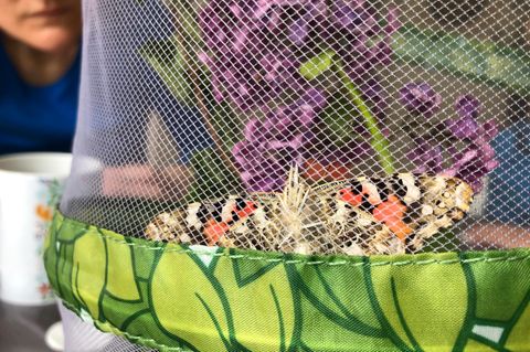 Natur erleben: Schmetterlinge züchten: Von einer faszinierenden Metamorphose im Wohnzimmer