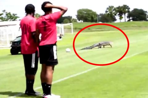 Panik auf dem Spielfeld: Riesiger Alligator unterbricht Fußball-Training in Florida