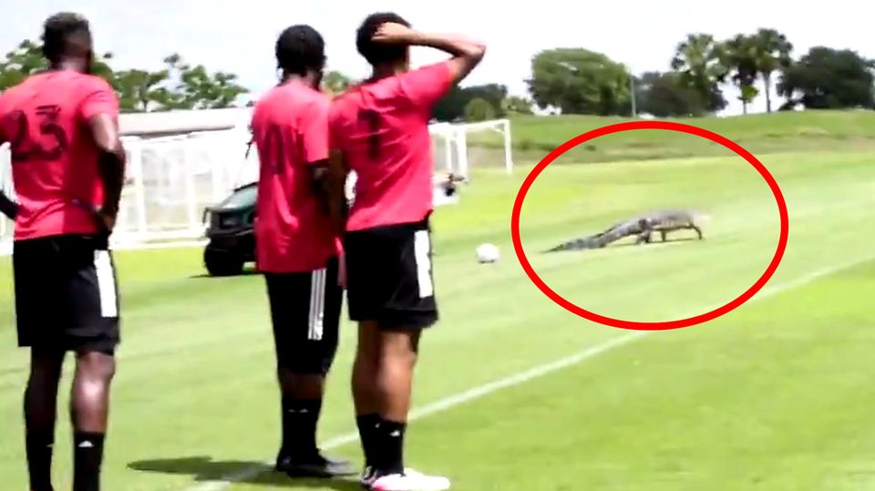 Panik auf dem Spielfeld: Riesiger Alligator unterbricht Fußball-Training in Florida