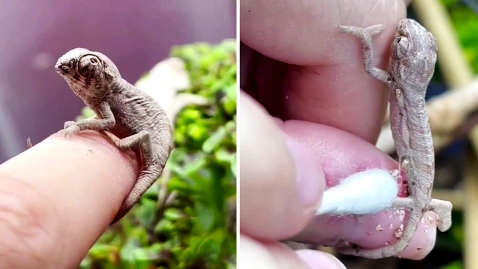 Kleines Reptil Baby Chamäleon ist nur so groß wie eine Fingerspitze.