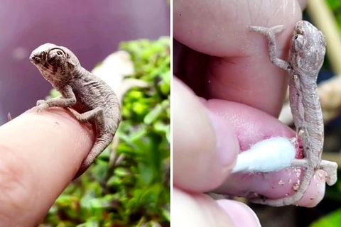 Baby Chamäleon ist nur so groß wie eine Fingerspitze.