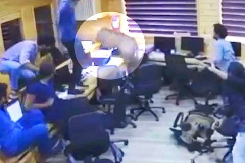 Saumäßiges Chaos: Schwein sorgt in Büro für Aufregung