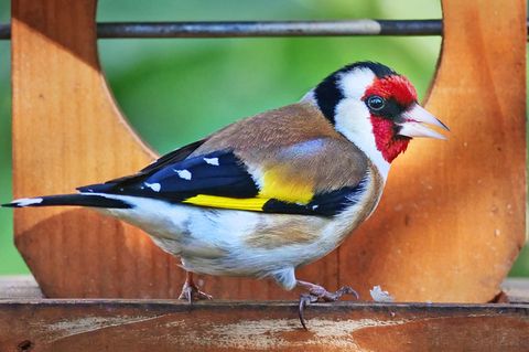 Ein Distelfink sitzt an einem Vogelfutterhäuschen