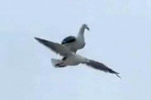 Bequeme Möwe lässt sich durch die Luft fliegen