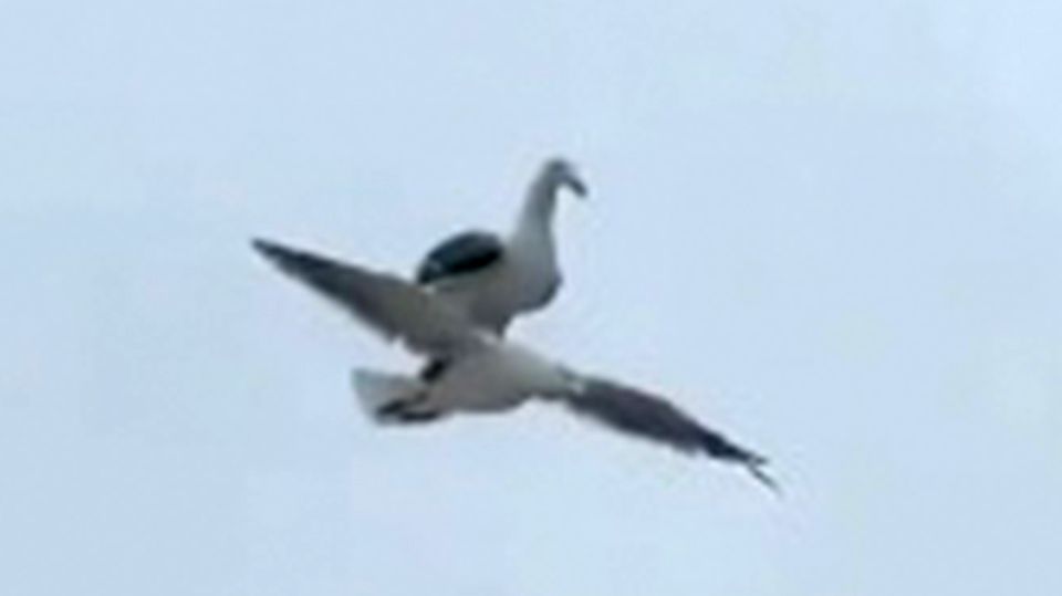 Bequeme Möwe lässt sich durch die Luft fliegen