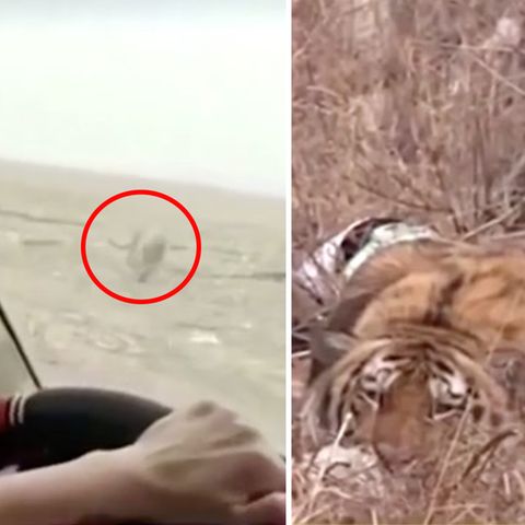 Überraschende Attacke: Sibirischer Tiger geht auf Menschen und Autos los
