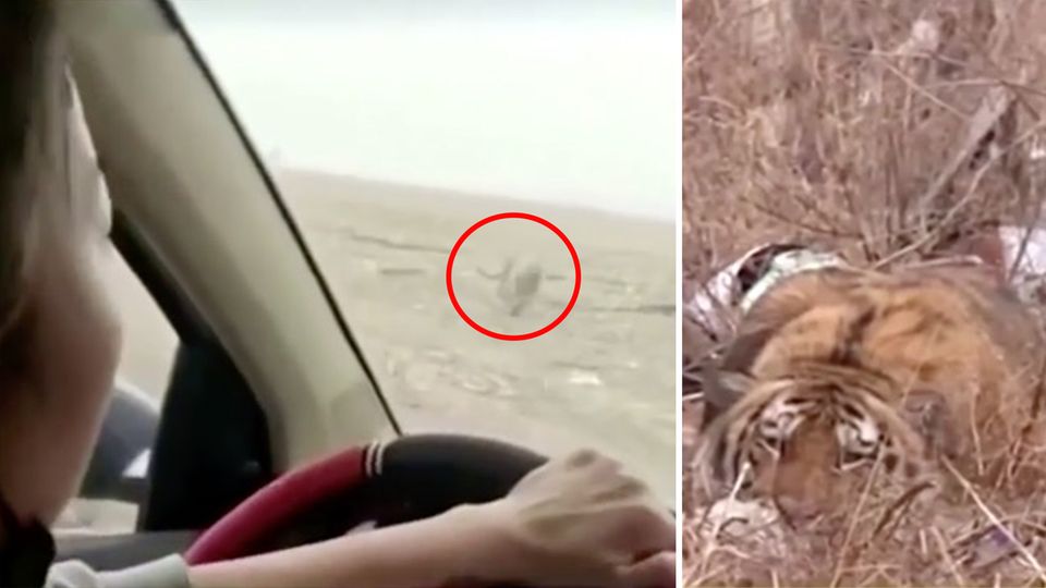 Überraschende Attacke: Sibirischer Tiger geht auf Menschen und Autos los Überraschende Attacke: Sibirischer Tiger geht auf Menschen und Autos los