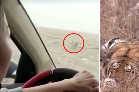 Überraschende Attacke: Sibirischer Tiger geht auf Menschen und Autos los