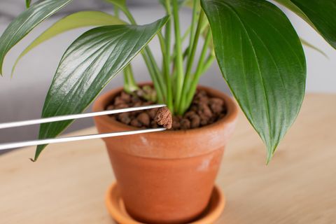 Tongranulat ist eine Alternative zur Pflanzenerde