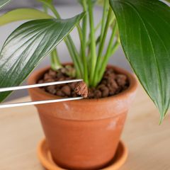 Tongranulat ist eine Alternative zur Pflanzenerde