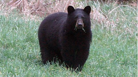 Schwarzbären gelten als scheu gegenüber Menschen. Vereinzelt kommt es jedoch zu Angriffen, von denen manche tödlich enden.
