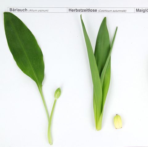 Bärlauch (hier links im Bild) wird oft verwechselt mit den Giftpflanzen Herbstzeitlose (Mitte) und Maiglöckchen. 