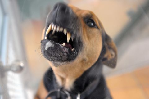 Ein Hund fletscht die Zähne