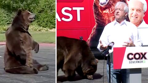 John Cox: Kalifornischer Politiker erscheint mit 450-Kilo-Bären bei Wahlkampfauftritt.