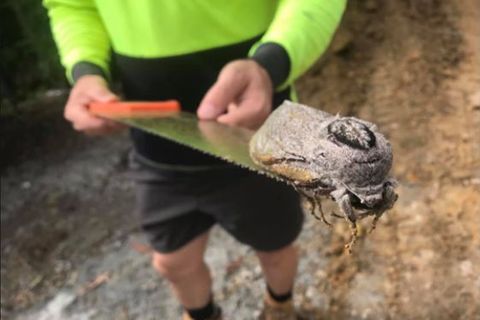 Ein Arbeiter präsentiert die Riesenmotte, die in einer Grundschule im australischen Queensland entdeckt wurde