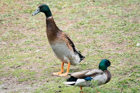 Die Ente namens "Long Boi" ist deutlich größer als seine Artgenossen daneben
