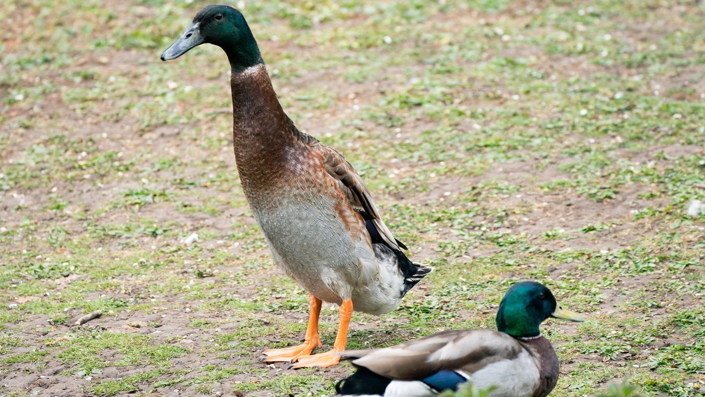 Die Ente namens "Long Boi" ist deutlich größer als seine Artgenossen daneben