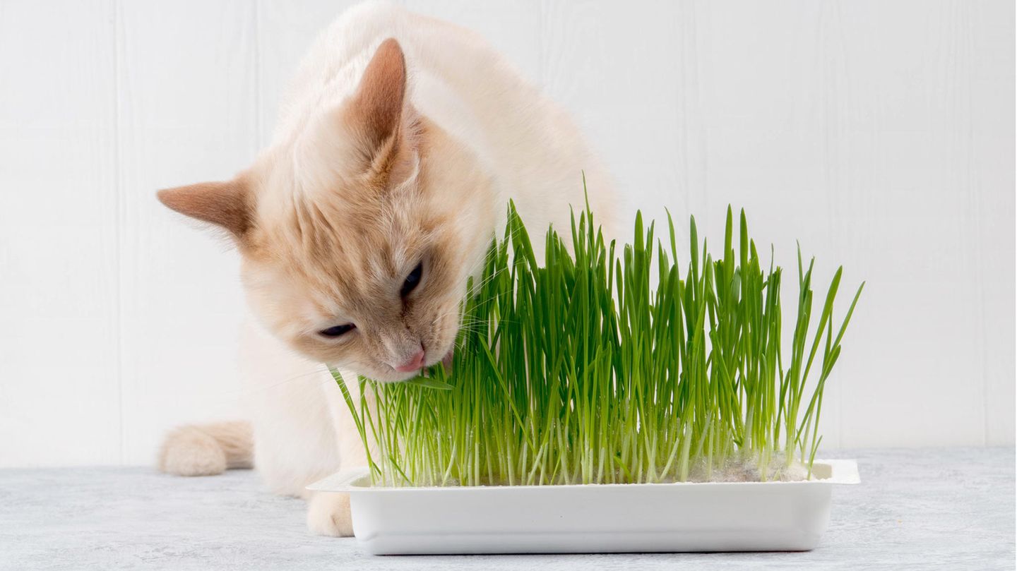 Katzengras Katzengras hift bei der Verdauung
