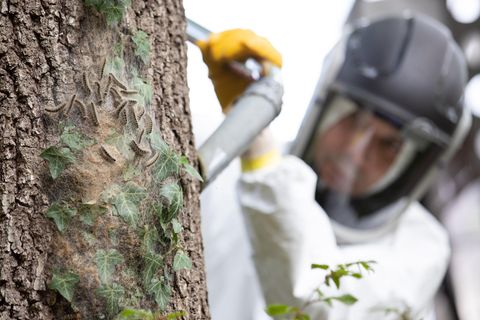 Ein Mann saugt Eichenprozessionsspinner vom Stamm einer Eiche ab