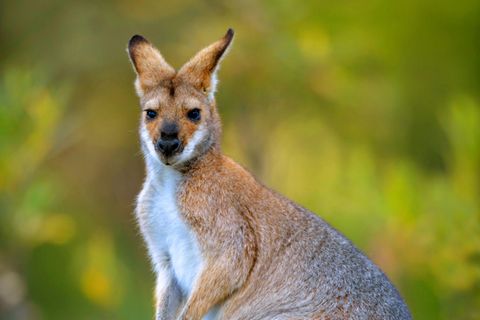 Ein Bennett-Känguru blickt in die Kamera und legt die Ohren an
