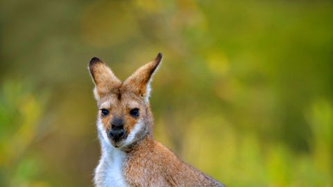 Ein Bennett-Känguru blickt in die Kamera und legt die Ohren an