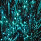 Waitomo-Höhlen in Neuseeland