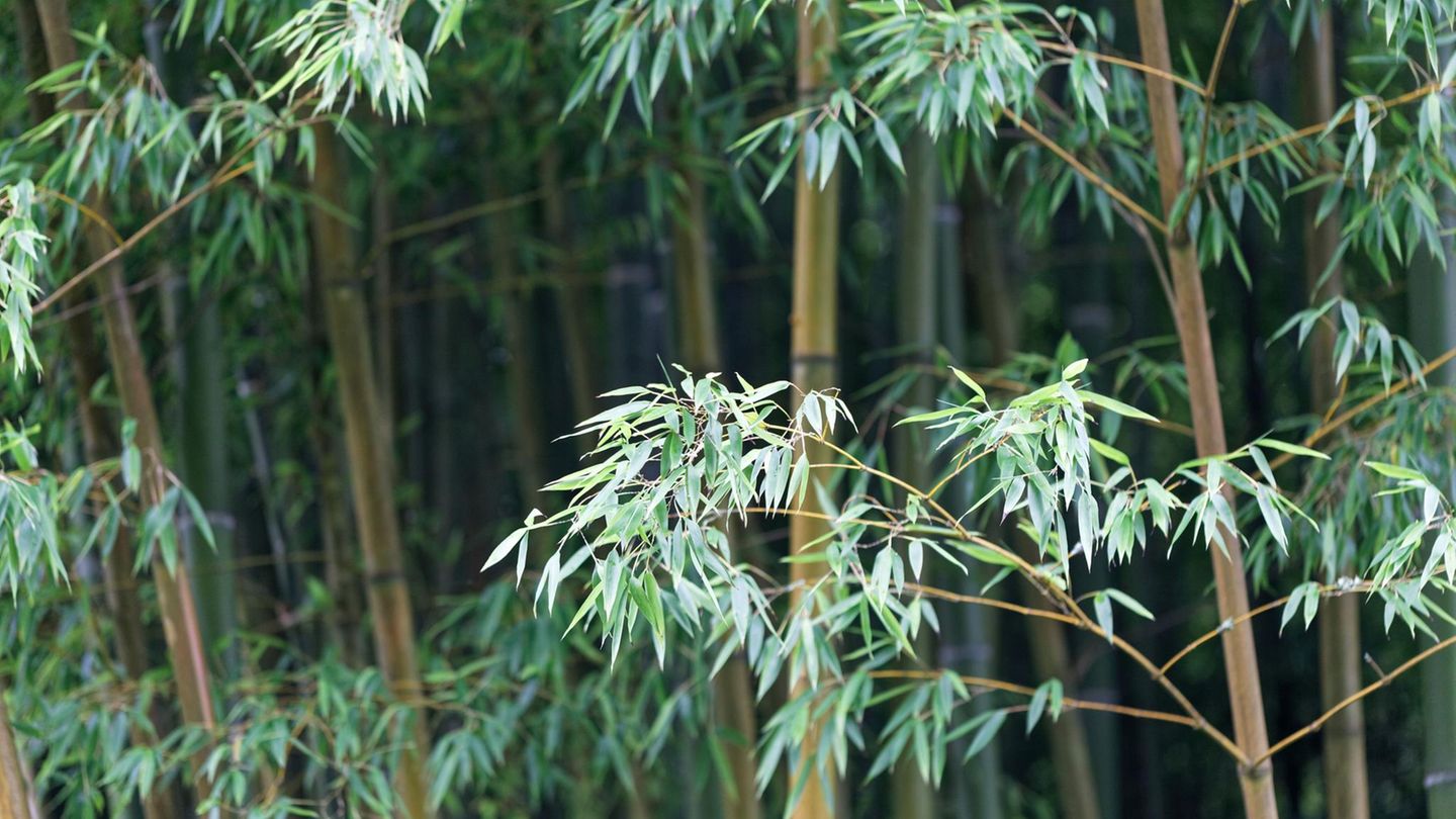 Wie schnell wächst Bambus? Wie nachhaltig ist Bambus?