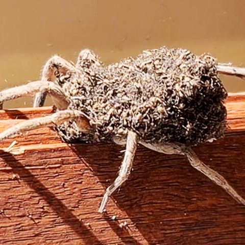 Eine Wolfsspinne, die ihren Nachwuchs auf dem Rücken trägt.