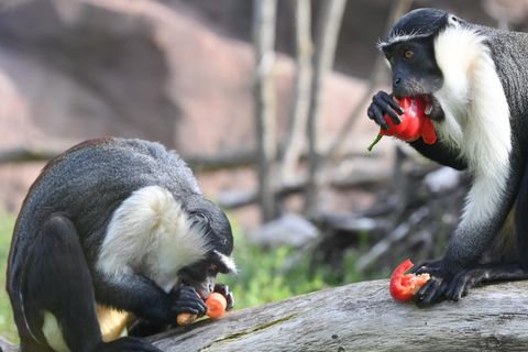 Zwei Roloway-Meereskatzen sollen im Berliner Tierpark für Nachwuchs sorgen.