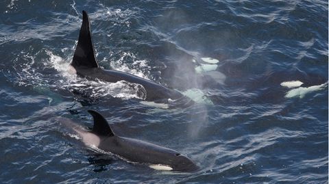 Zwei Orcas wurden vor der Südwestküste Englands gesichtet.