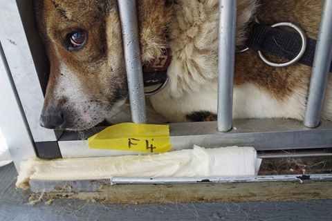 Hund liegt in einer Transportbox.