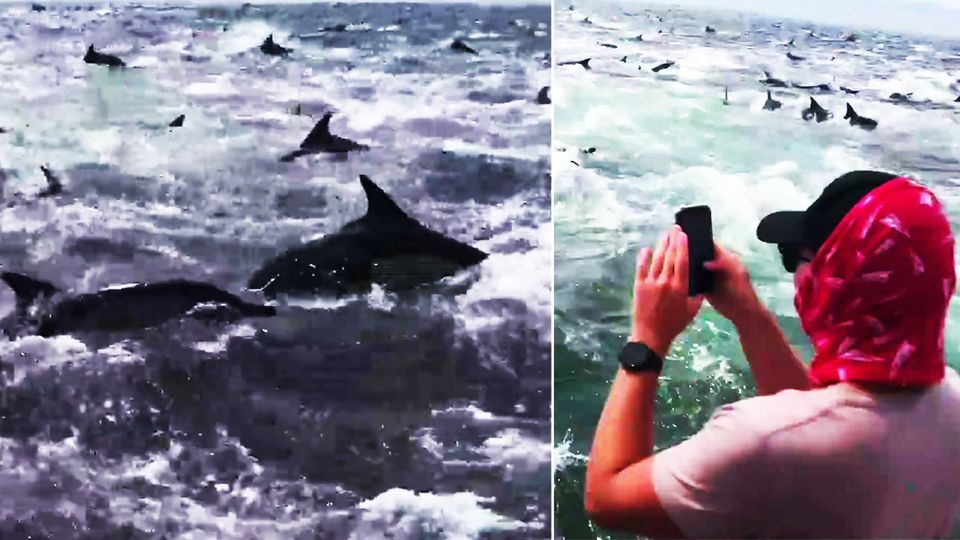 Angler filmen zahlreiche Delfine bei der Jagd