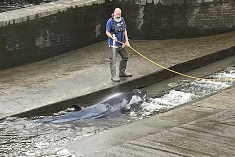 Der gefangene Wal wird in einer Themse-Schleuse von einem Mann mit Hilfe eines Wasserschlauchs nass gehalten wird.