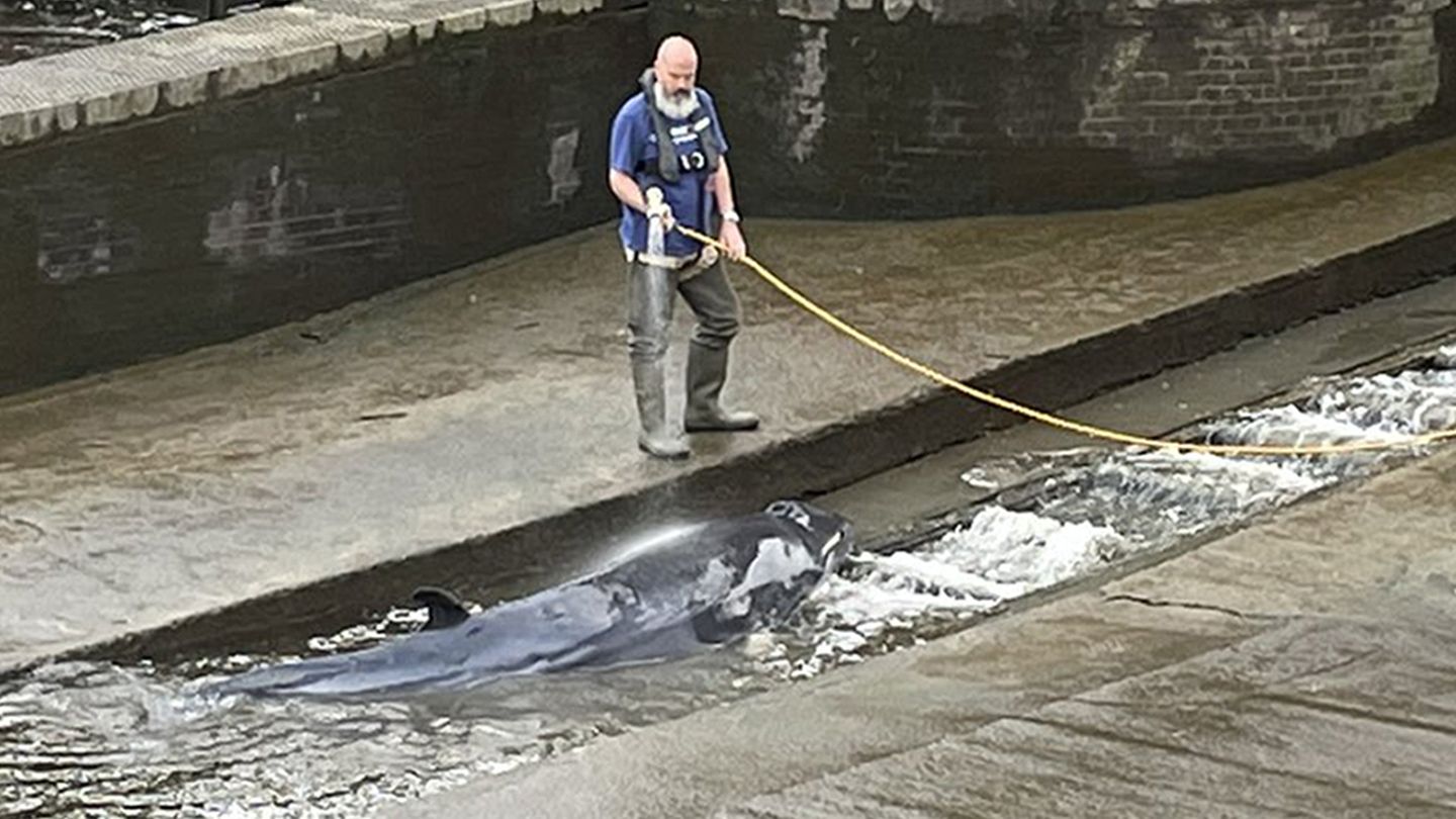 Der gefangene Wal wird in einer Themse-Schleuse von einem Mann mit Hilfe eines Wasserschlauchs nass gehalten wird.