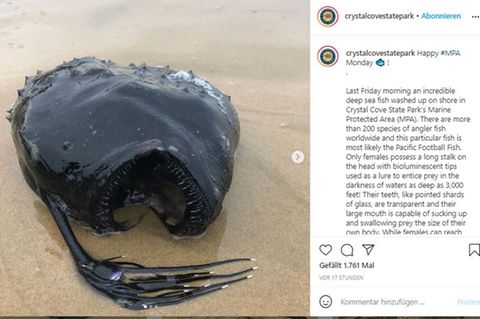 Dieser Fußballfisch wurde an der Küste Kaliforniens angespült