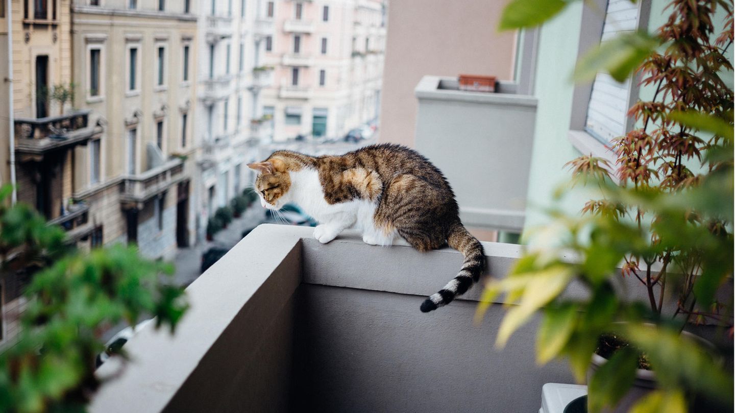 Vorsichtsmaßnahmen: Balkon katzensicher machen: So kann Ihr Stubentiger gefahrlos frische Luft schnappen