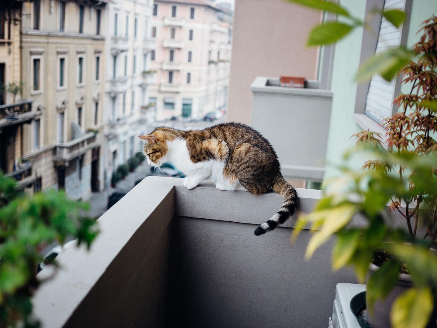 Balkon katzensicher machen: Die besten Lsungen fr drauen | STERN.de