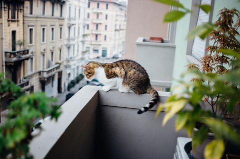 Ein Balkon ist in der Regel nicht katzensicher