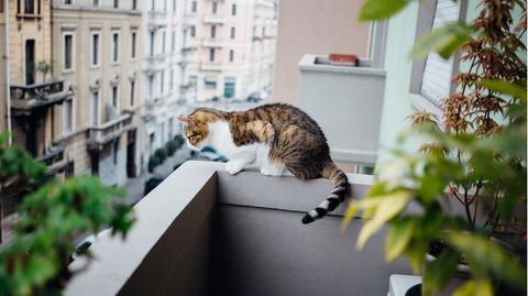 Ein Balkon ist in der Regel nicht katzensicher