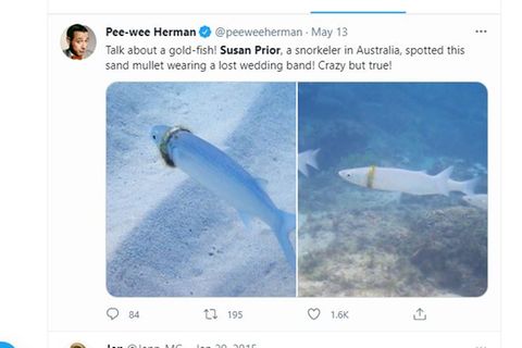 Auf einen Screenshot von Twitter sind zwei Fotos zu sehen: ein Fisch trägt einen Ring