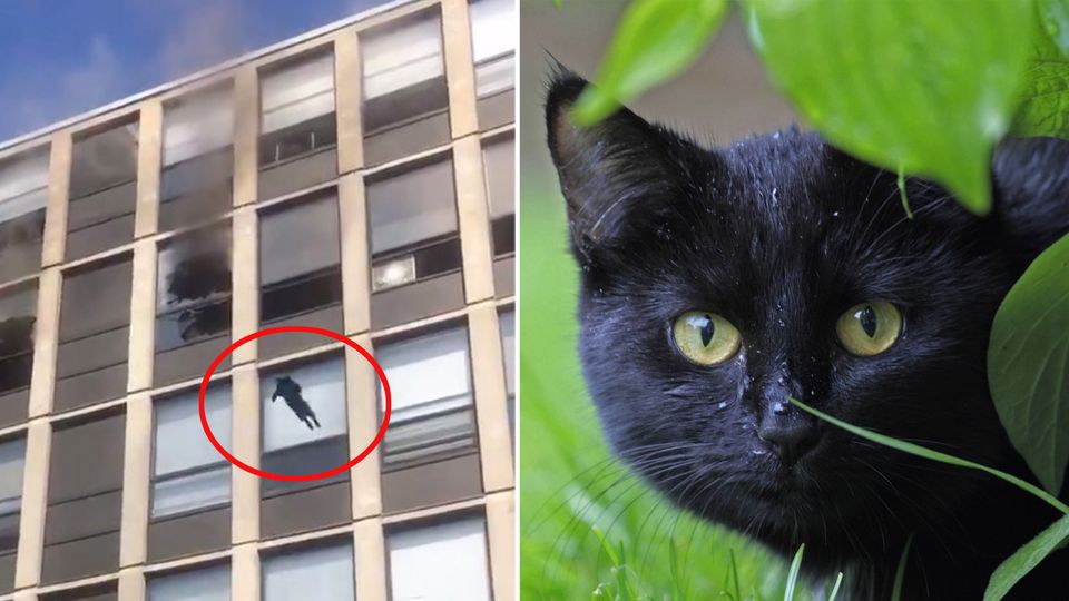 Katze Eine Katze springt aus dem 5. Stock eines brennenden Gebäudes in Chicago.