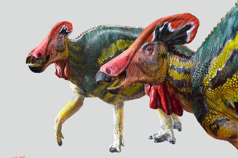 Die Illustration zeigt zwei Exemplare der Art Tlatolophus galorum. In Mexiko haben Forscher nach eigenen Angaben eine bisher unbekannte Dinosauriergattung und -art entdeckt.
