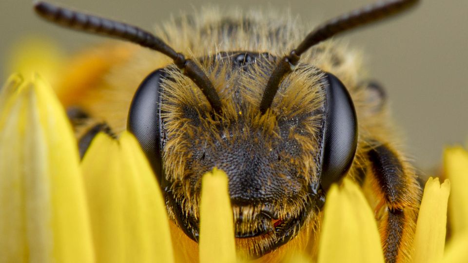 Welt-Bienentag: Acht Hörbücher für mehr Liebe zu Insekten