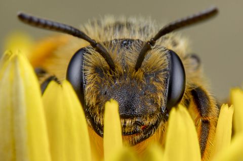 Welt-Bienentag: Acht Hörbücher für mehr Liebe zu Insekten