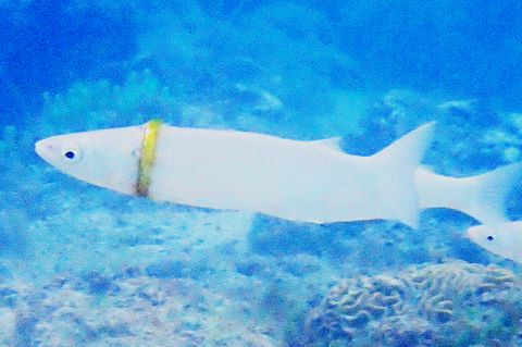 Fisch trägt goldenen Ring um den Körper