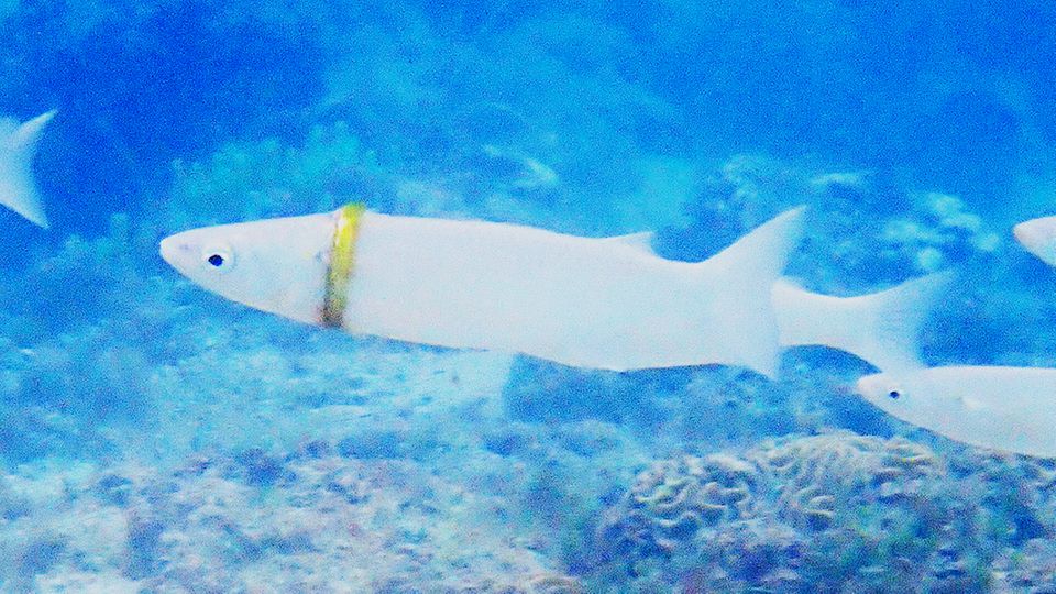 Fisch trägt goldenen Ring um den Körper