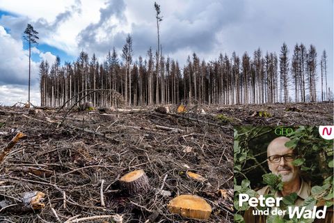 In der aktuellen Folge Peter und der Wald sprechen wir mit Bestsellerautor Frank Schätzing über Möglichkeiten, die Welt noch retten zu können.