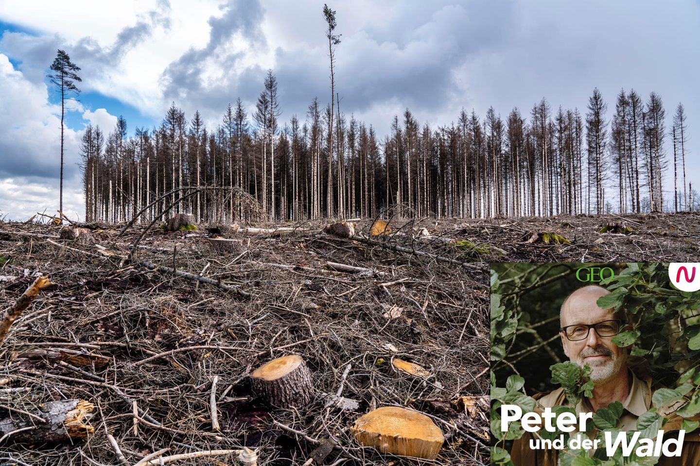 In der aktuellen Folge Peter und der Wald sprechen wir mit Bestsellerautor Frank Schätzing über Möglichkeiten, die Welt noch retten zu können.