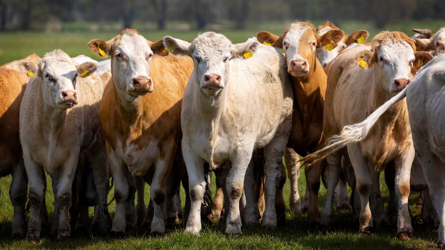 Argentina suspende exportaciones de carne bovina por un mes